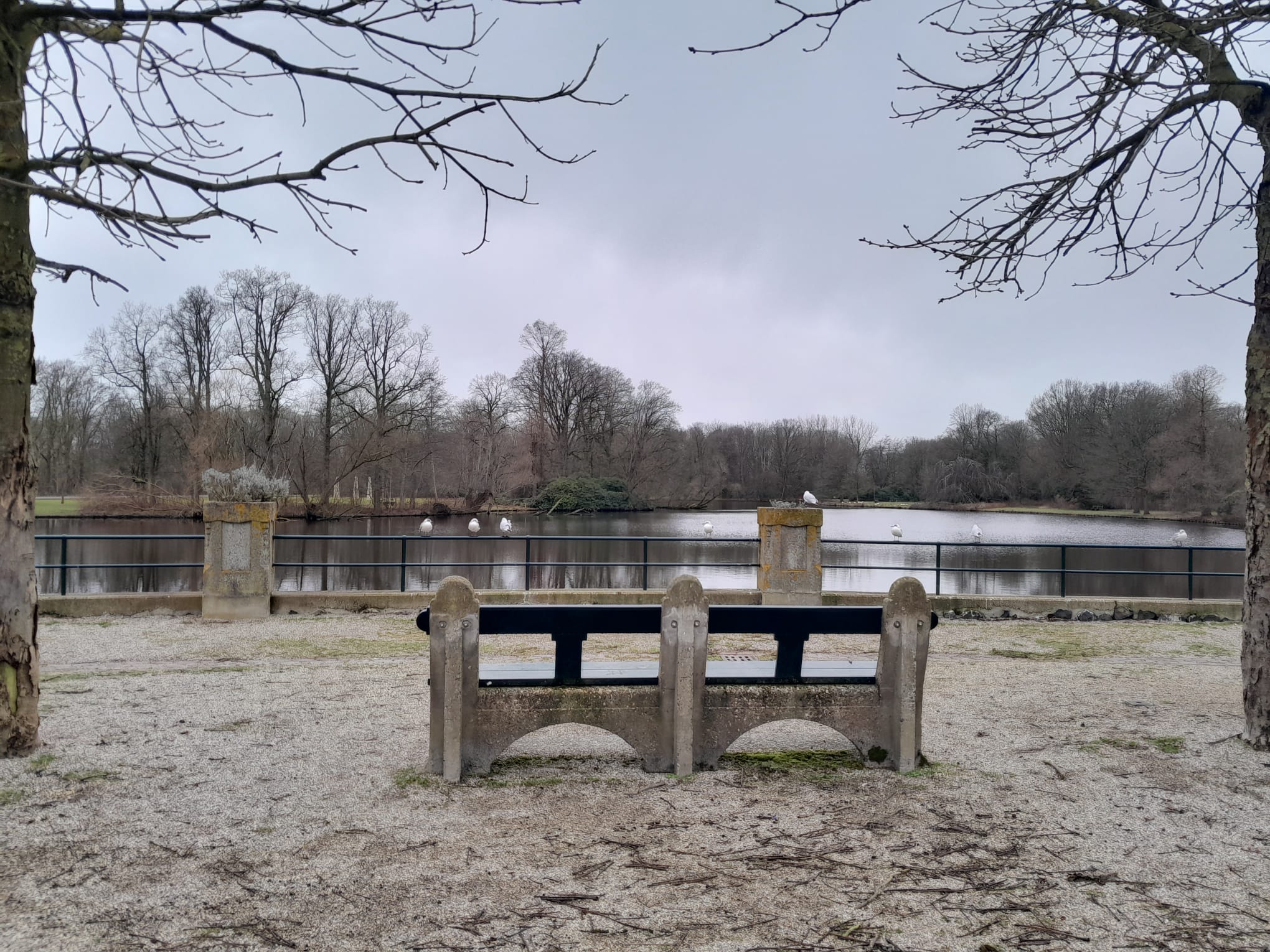 A bench at the water with seegulls on the brim